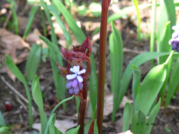 Bois des Moutiers (101) mars 2012